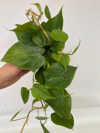 Philodendron hederaceum