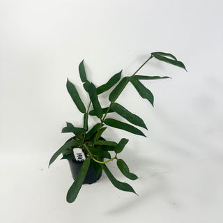 Hoya pandurata [#1963]