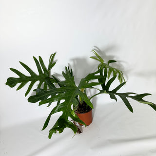 Philodendron elegans (Non-TC) [#1705]