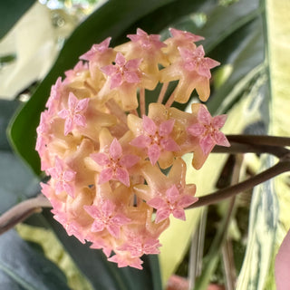 Hoya 'Noelle'