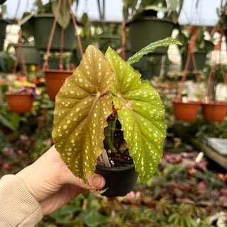 Begonia 'Steve's Leaves Margaret Heppel'