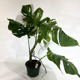 Monstera deliciosa var. borsigiana albo-variegata [#1852]