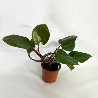 Z-4321 - Philodendron "White Knight" (Non-TC)