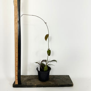 Hoya sp. "Red" [#2195]