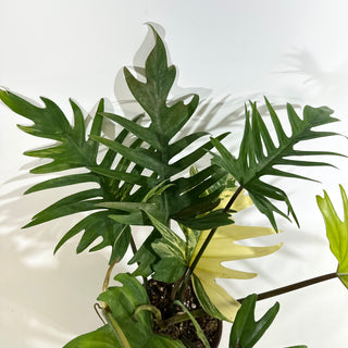 Philodendron 'Florida Beauty' x tortum [#1975]