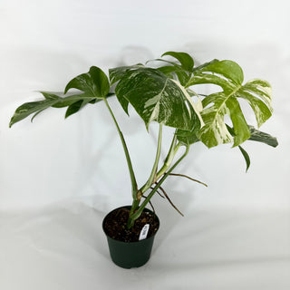 Monstera deliciosa var. borsigiana albo-variegata [#1308]