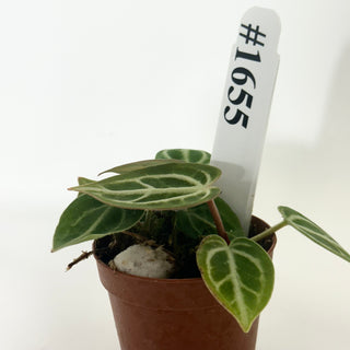 Anthurium 'Brielle'/'Michelle' x self - 3 Seedlings [#1655]