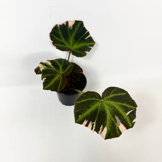 Begonia soli-mutata (variegated) [#2415]