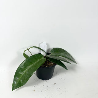 Hoya stenaokei dark [#1897]