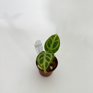 Anthurium 'Silver Blush' x self - Seedling [#1176]