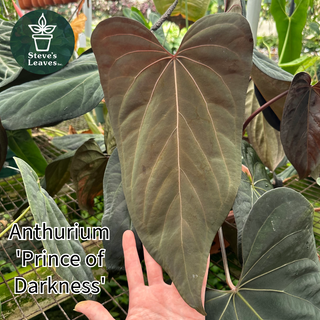 Anthurium magnificum/crystallinum x 'Prince of Darkness'