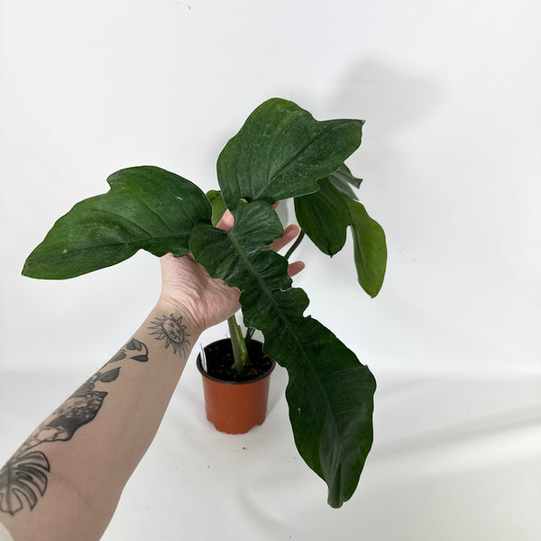 26ページ Z-4550 - Philodendron sp. 69686 x subhastatum (Non-TC) – Steve's