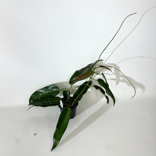 Hoya macgillivrayi [#2140]