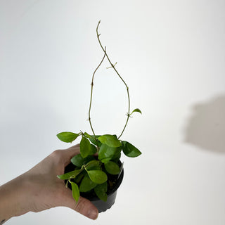 Hoya sp. Yellow Sapphire