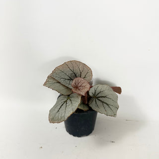 Begonia 'Rice Paper' [#1924]