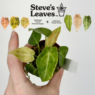 Anthurium 'Arnold Schwarzenegger' x 'Chuck Norris' - 2 Seedlings [#1443]