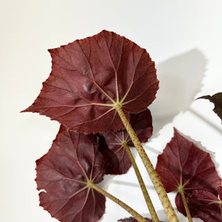 Begonia 'Selph's Mahagony' (XL Pot) [#2052]