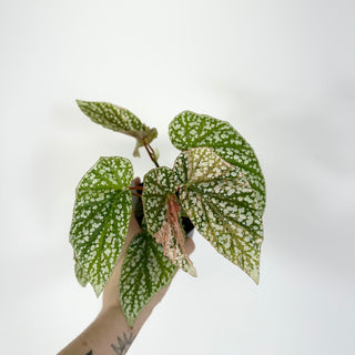 Begonia 'Snow Capped' (Variegated) [#2171]