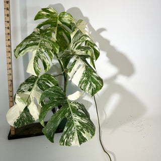 Z-5308 - Monstera deliciosa var. borsigiana albo-variegata