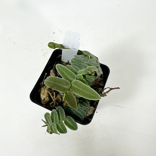 Marcgravia umbellata