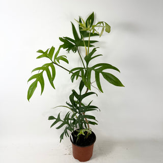 Philodendron pedatum var. Quercifolium (Non-TC) [#2436]