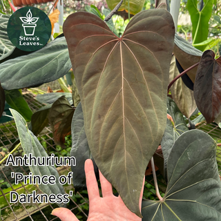 Anthurium 'Prince of Darkness' x 'Amelia's Delight'