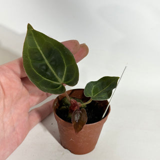 Anthurium 'Contessa' x self - Seedling [#1898]