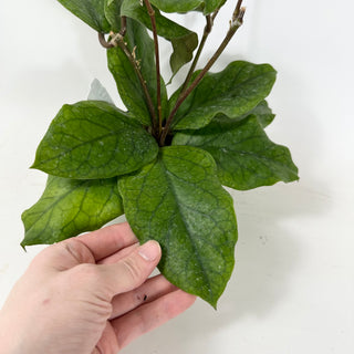 Hoya patcharawalai 029 [#1631]