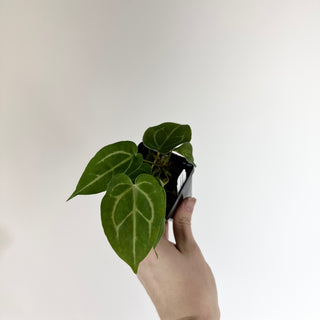 Anthurium magnificum/‘Silver Blush' x 'Chuck Norris'