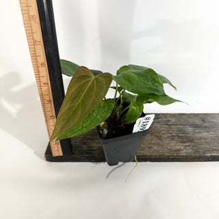 Anthurium Wu papillilaminum x indo portillae [#1893]