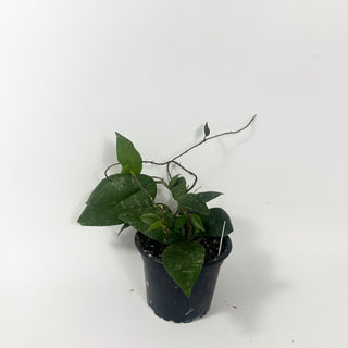 Hoya caudata (Sumatra)