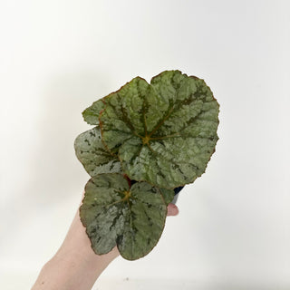 Begonia 'Steve's Leaves Saxon's Dream' [#1927]