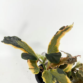 Begonia 'Dainty Spray' (Sport) [#2063]