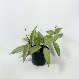 Hoya 'Snow Cui' (silver) [#1967]