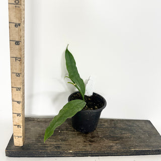 Hoya medinillifolia [#2323]