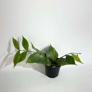 Hoya polyneura (Broget) [#2033]