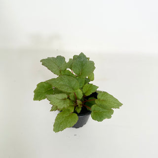 Begonia 'Pollux' [#2157]
