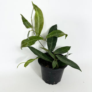 Hoya hypolasia [#2117]