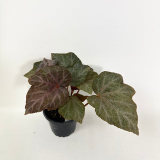 Begonia 'Robin'