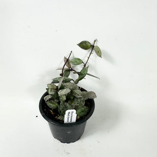 Hoya lacunosa 'Black Aurora'