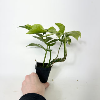 Z-5231 - Rhaphidophora tetrasperma ‘Mint’