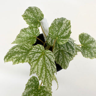 Begonia formosana forma albomarginata