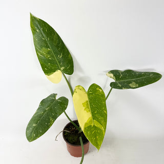 Philodendron 'Jose Buono' (Texas Form) [#2433]