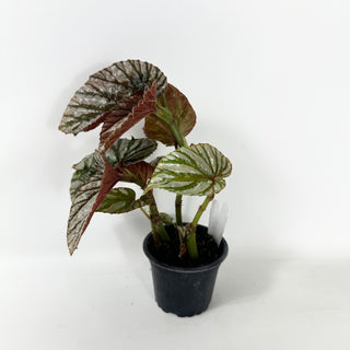 Begonia brevirimosa (Silver Form) [#2486]