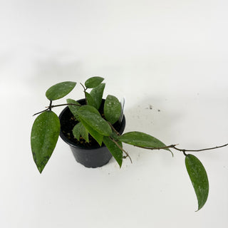 Hoya honglenae [#1806]