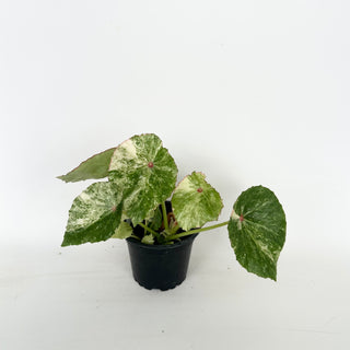 Begonia 'Rouge' [#2043]