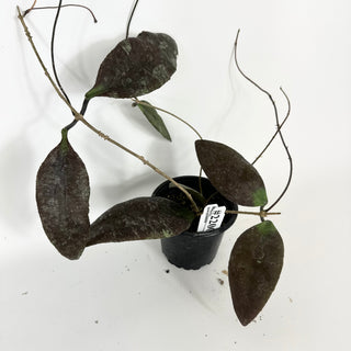 Hoya towutiensis [#2200]