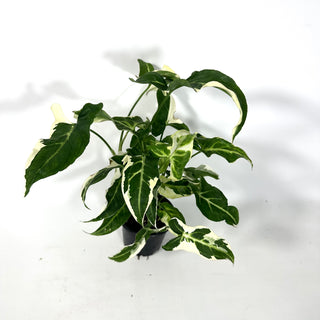 Syngonium T25 [#2164]