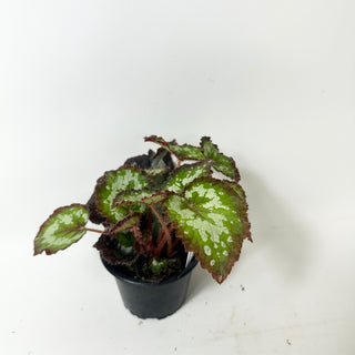 Begonia 'Randy MK2' [#2006]
