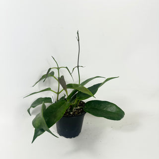 Hoya macgillivrayi (Taiwan) [#1968]